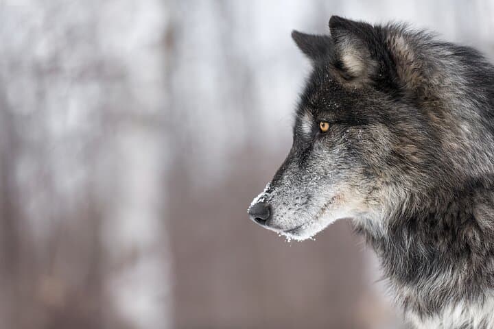 Yellowstone Winter Wolf Safari: 4-Day Wildlife Tour from Bozeman