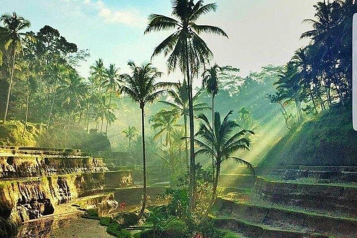 Bali Jungle Swing and Ubud Day Tour: Monkey Forest, Ceking Rice Terrace & Tegenungan Waterfall photo 3