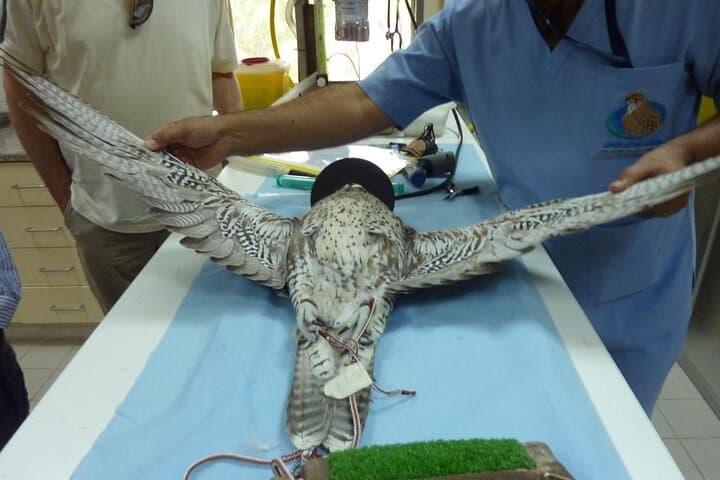 Private Abu Dhabi Tour: Sheikh Zayed Mosque & Falcon Hospital Experience photo 4