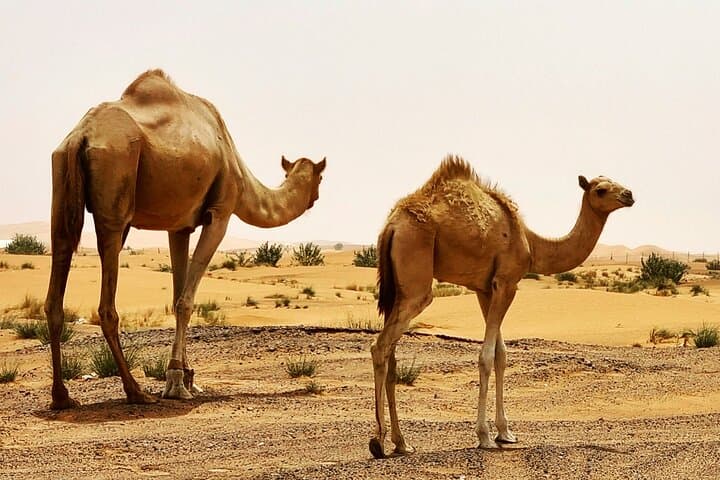 Dubai Morning Desert Safari: Sandboarding, Camel Ride & Quad Bike Adventure photo 3