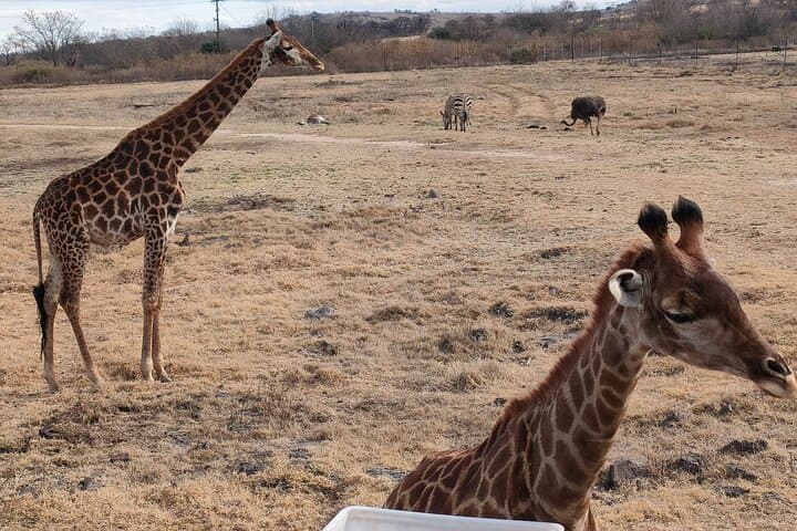 Full-Day Cradle of Humankind Tour: Maropeng, Wonder Caves & Game Reserve photo 4