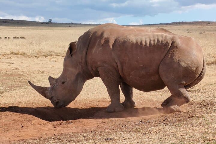 Full-Day Cradle of Humankind Tour: Maropeng, Wonder Caves & Game Reserve photo 5