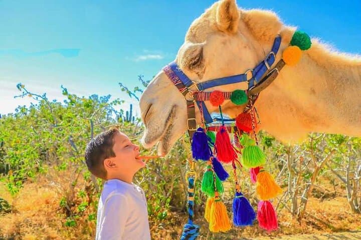 Cabo Arch Cruise and Camel Beach Ride: Boat-to-Beach in One Day photo 4