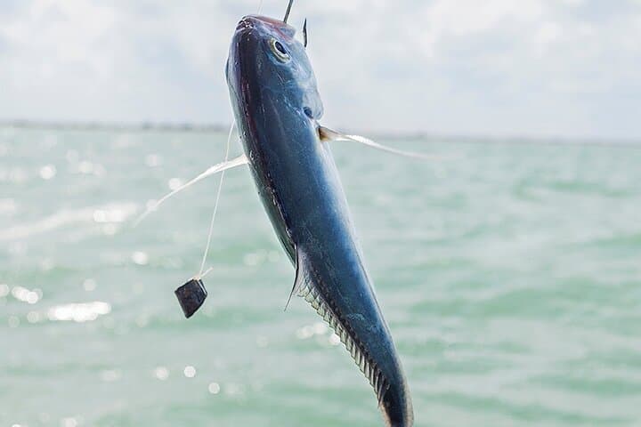 Catch-and-Cook: Private Fishing Tour from Isla Holbox photo 2