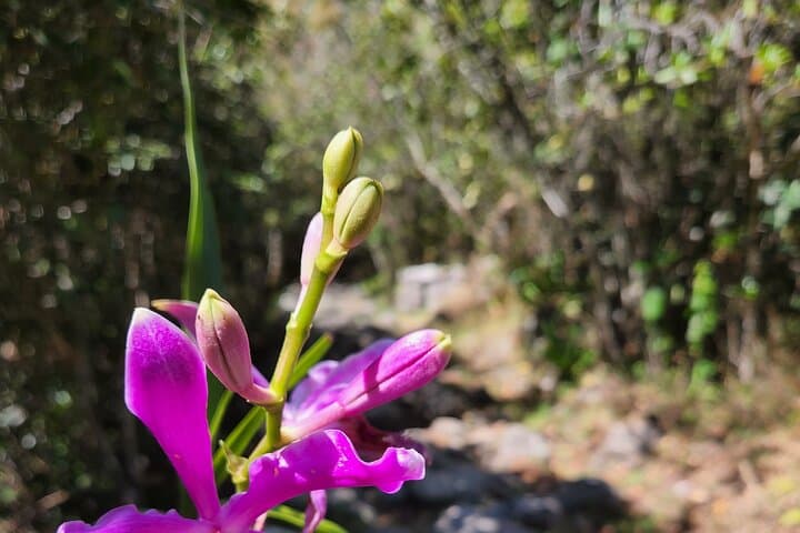 Short Inca Trail: 2-Day Hike From Cusco to Machu Picchu photo 3