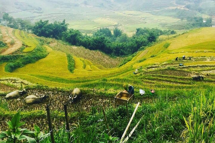 Sapa Real Experience: 2-Day Homestay Trek to Ta Van & Muong Hoa photo 2