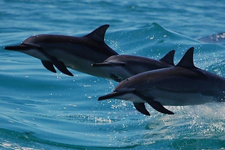 Exploring Kauai’s Napali Coast: A Five-Hour Boat Tour and Snorkeling Adventure photo 4