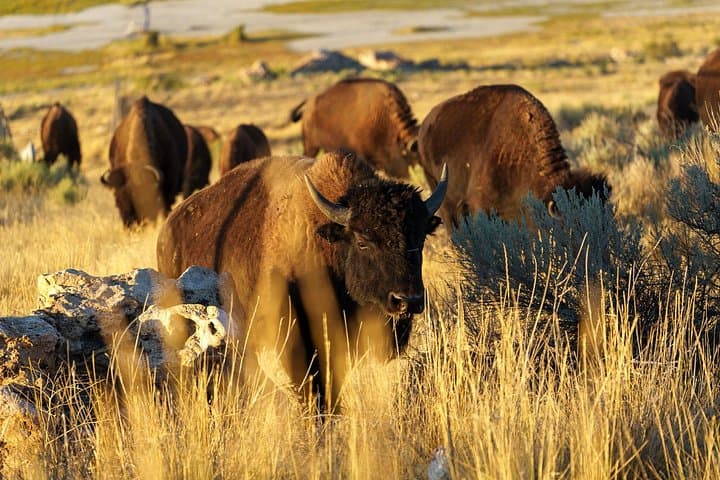 Sunset Wildlife Tour on Antelope Island — Great Salt Lake Bison & Birding photo 2