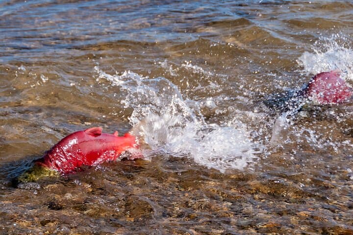 Mission Creek E-Bike Salmon Adventure — Kokanee Run in Kelowna photo 3