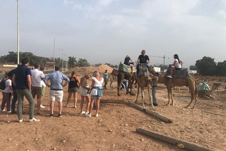 Agadir Camel Riding Tour — Eucalyptus Groves, Sand Dunes & Oued Souss Birdwatching photo 6