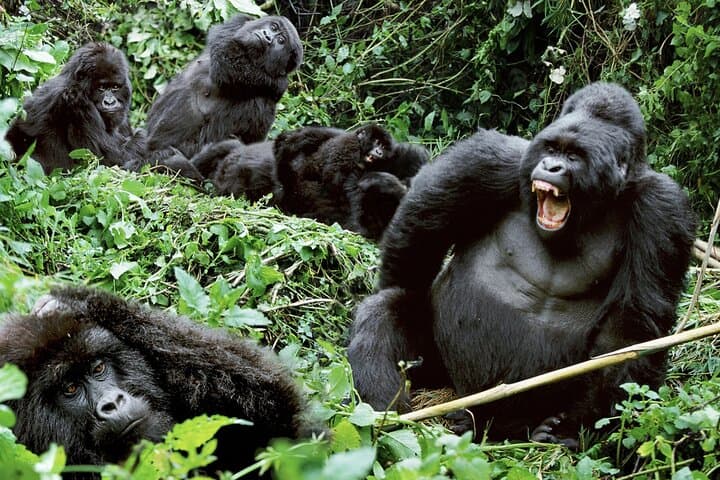 3-Day Gorilla Trekking & Batwa Cultural Safari in Bwindi Impenetrable