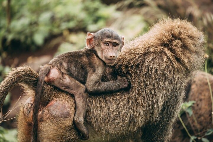 Selous Game Reserve 2-Day Safari from Zanzibar: Wildlife, Logistics & Tips photo 4