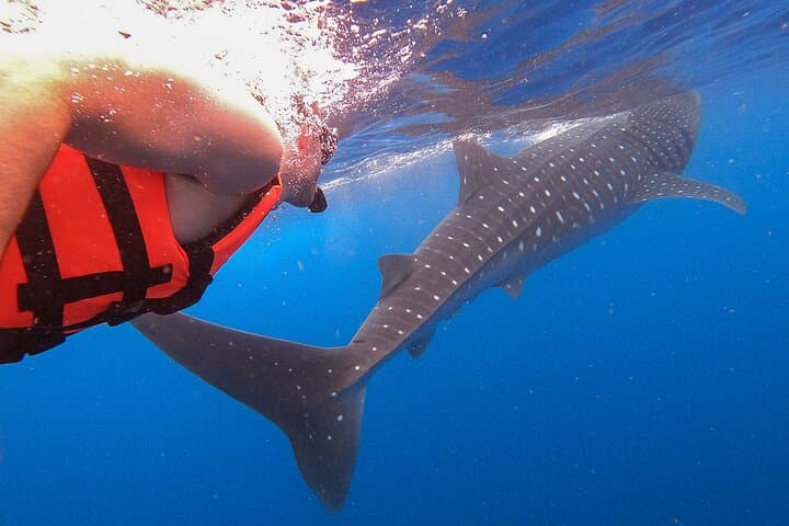 Swim with Whale Sharks from Isla Holbox — Full-Day Snorkel & Reef Stops