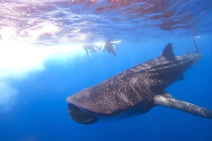 Swim with Whale Sharks from Isla Holbox — Full-Day Snorkel & Reef Stops photo 3