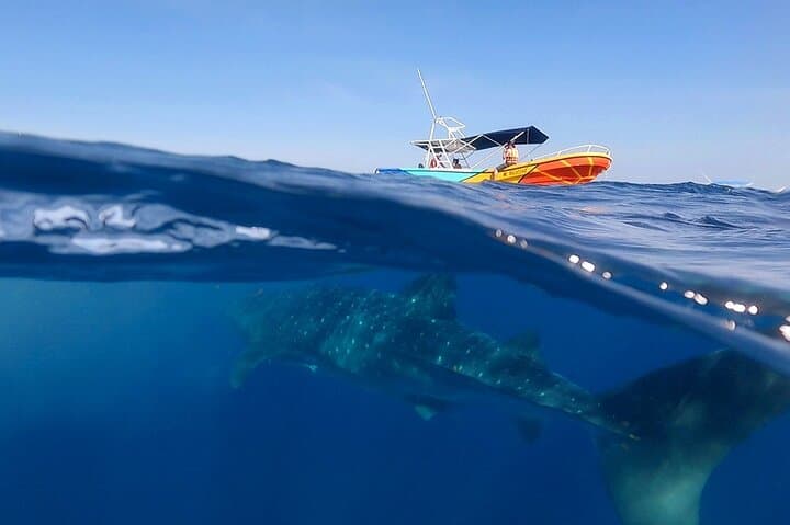 Swim with Whale Sharks from Isla Holbox — Full-Day Snorkel & Reef Stops photo 4