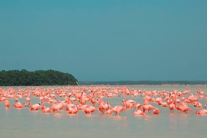 Day Trip to Las Coloradas and Ría Lagartos: Pink Lakes, Mangroves & Flamingos from Cancun photo 5