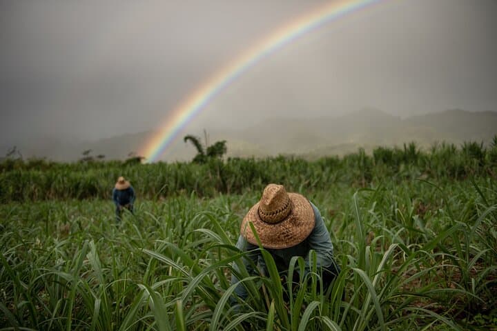 Ko Hana Rum Tour Kunia Oahu: Distillery, Sugarcane Garden & Tasting photo 4