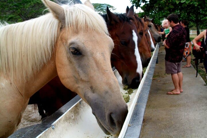 Kualoa Ranch Horseback Tour Through Kaʻaʻawa Jurassic Valley photo 4