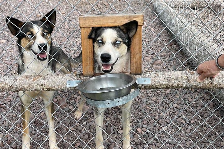 Husky Cuddle Experience at Fjälläventyr Dog Park — Åre Huskies & Kennel Visit photo 2