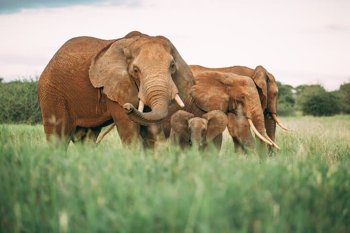 Selous Game Reserve Day Trip from Zanzibar — Nyerere National Park Safari photo 4