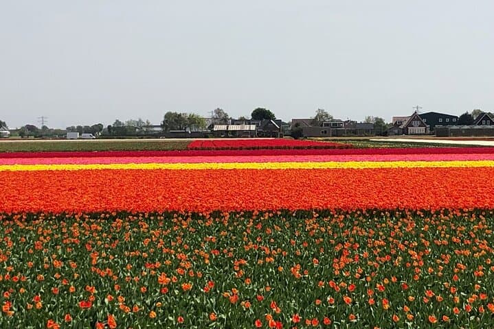 Keukenhof Tulip Fields & Zaanse Schans Windmills: Day Tour from Amsterdam photo 5