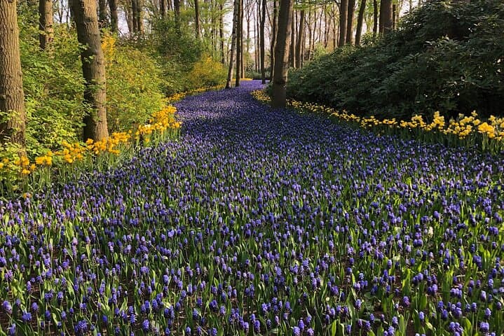 Keukenhof Tulip Fields & Zaanse Schans Windmills: Day Tour from Amsterdam photo 2