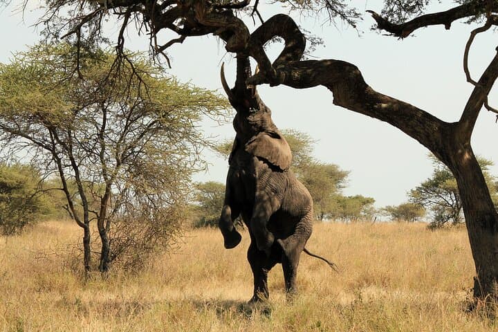Selous Game Reserve Day Trip from Zanzibar — Nyerere National Park Safari photo 2