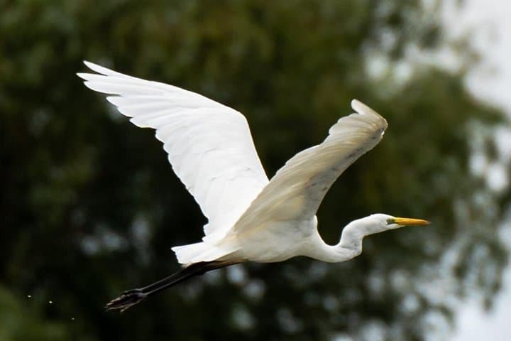 Day Trip to the Danube Delta: Private Boat Tour, Wildlife & Traditional Lunch from Bucharest photo 4