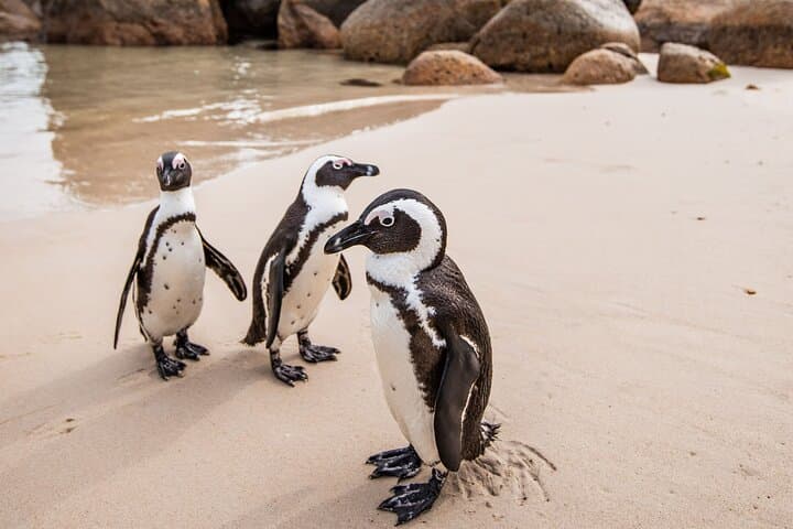 Cape Point Road Trip & Boulders Beach Penguins — Full-Day Cape Town Coastal Tour photo 3