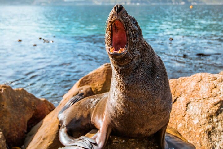 Cape Point & Boulders Beach Road Trip — Penguins, Seals and Coastal Views photo 2