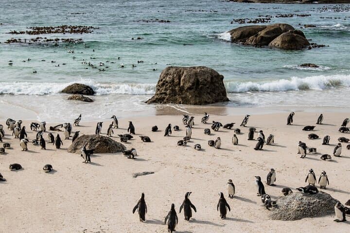 Cape Point & Boulders Beach Road Trip — Penguins, Seals and Coastal Views photo 3