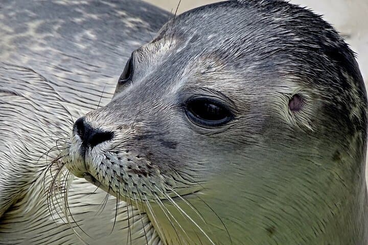 Texel Day Tour: Guided Island Circuit to Seals, Windmills & Beaches photo 2
