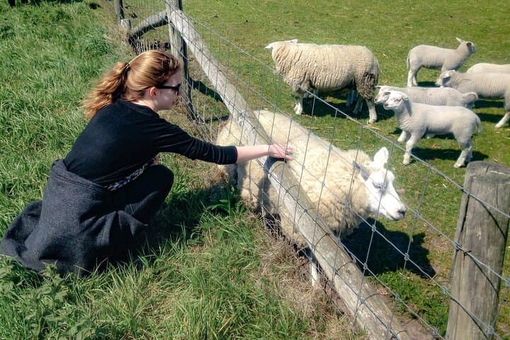 Texel Day Tour: Guided Island Circuit to Seals, Windmills & Beaches photo 4