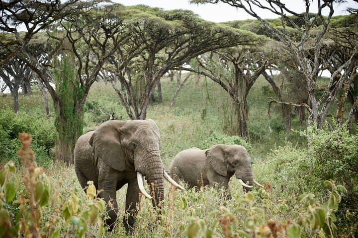 Two-Day Lodge Safari in Tarangire and Ngorongoro Crater photo 1