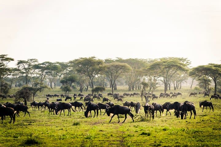 Two-Day Lodge Safari in Tarangire and Ngorongoro Crater photo 2