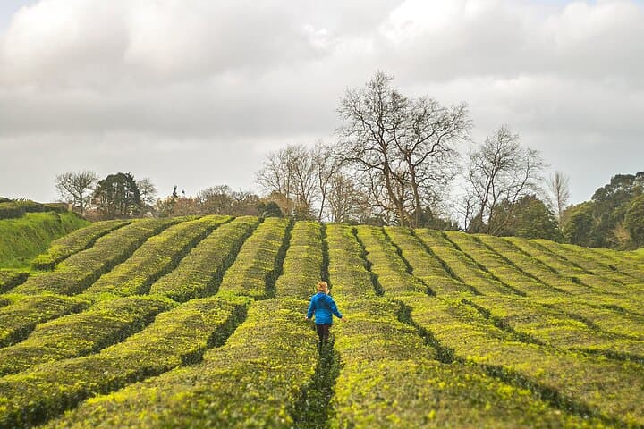 Evening in Furnas: Tea Plantation, Cozido Dinner & Hot Springs photo 3