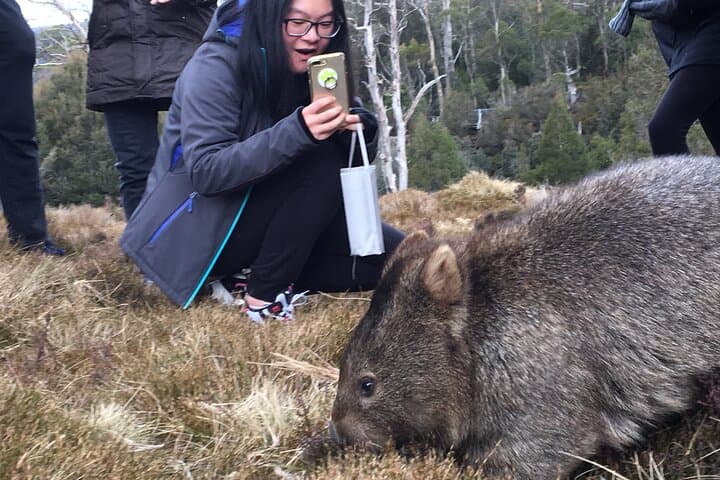 Cradle Mountain Day Trip from Burnie — Dove Lake Shuttle & Short Walks photo 6