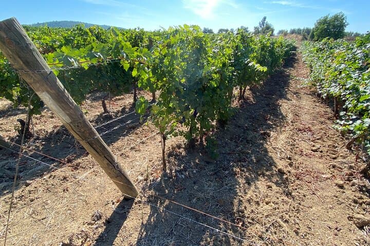 Private Saturnia Hot Springs, Sovana Etruscan Town & Antinori Winery Tasting photo 3