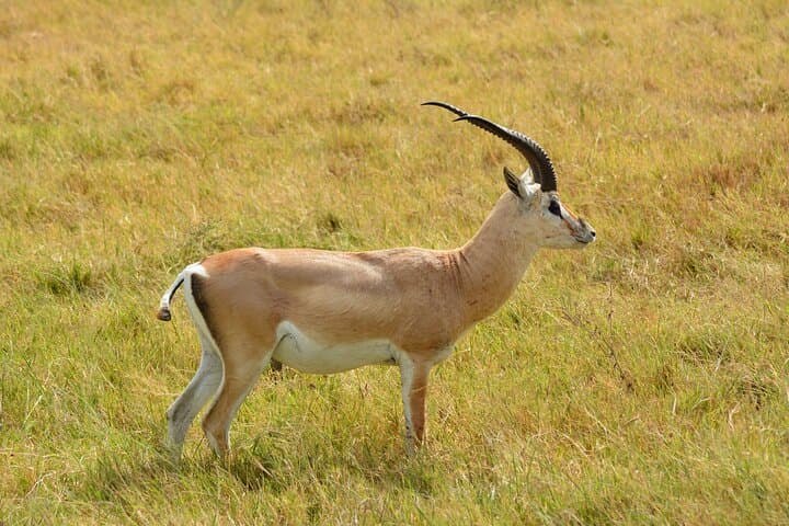6-Day Big Five Safari in Tanzania: Serengeti, Ngorongoro & Tarangire photo 4