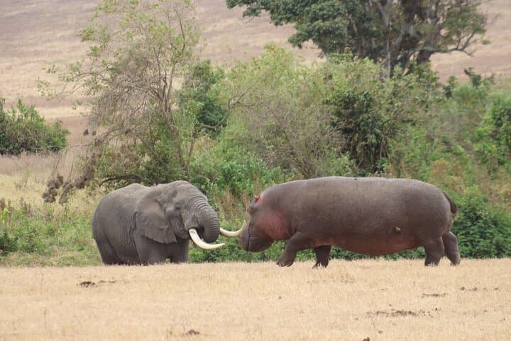 6-Day Big Five Safari in Tanzania: Serengeti, Ngorongoro & Tarangire photo 6