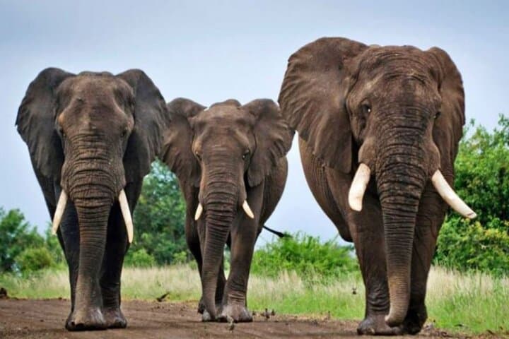 Full-Day Durban Safari: Tala Game Reserve, Natal Lion Park & Phezulu Cultural Experience photo 3