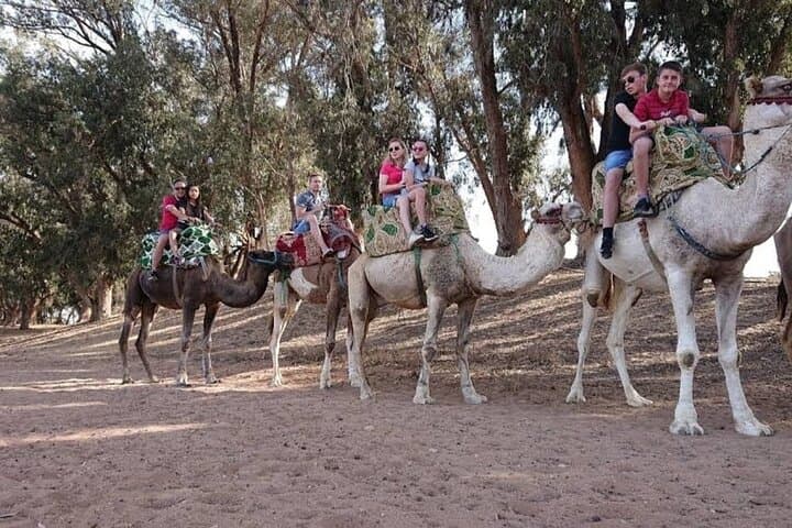 Agadir Sunset Camel Trek and Dinner Barbecue on the Souss Estuary photo 6