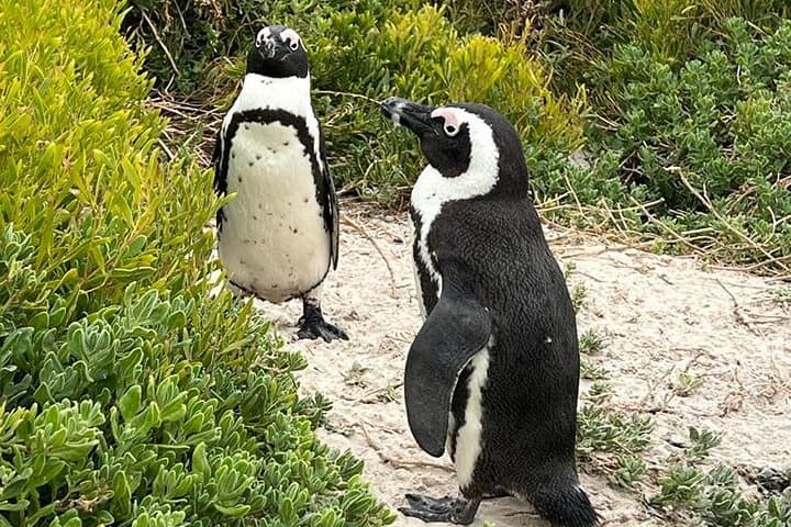 Table Mountain to Cape Point: Cape Town Scenic Drive, Penguins & History photo 4