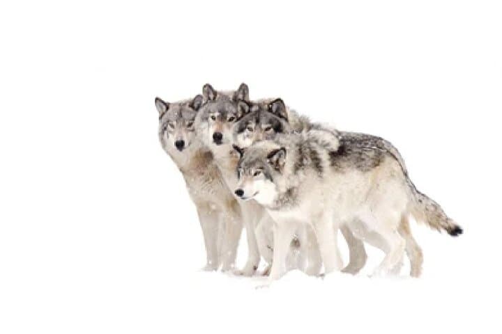 Winter Wildlife Safari: Grand Teton & National Elk Refuge Sleigh Tour photo 3