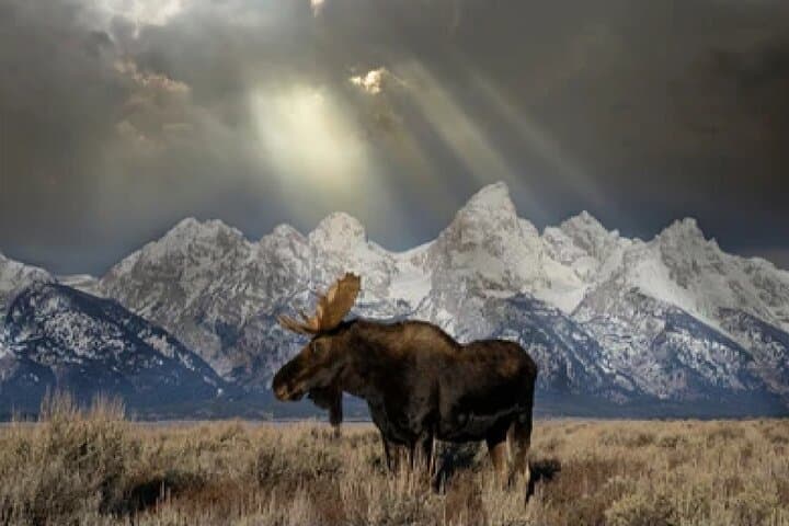 Grand Teton and Native American Petroglyph Day Tour from Jackson Hole photo 3