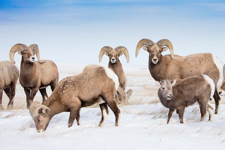 Grand Teton and Native American Petroglyph Day Tour from Jackson Hole