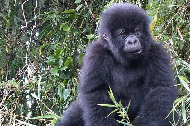 3-Day Gorilla Trekking & Batwa Cultural Safari in Bwindi Impenetrable photo 2