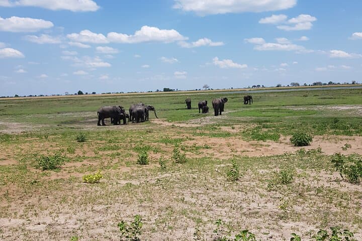 Chobe Full-Day Safari: Boat Cruise & Game Drive from Kasane