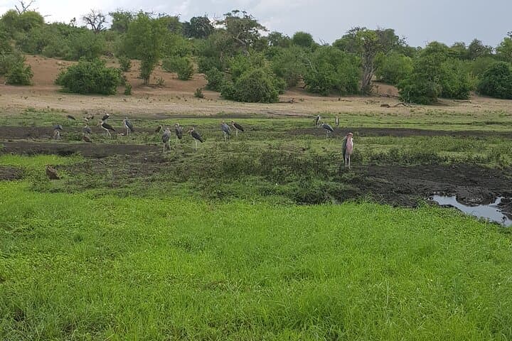 Chobe Full-Day Safari: Boat Cruise & Game Drive from Kasane photo 3