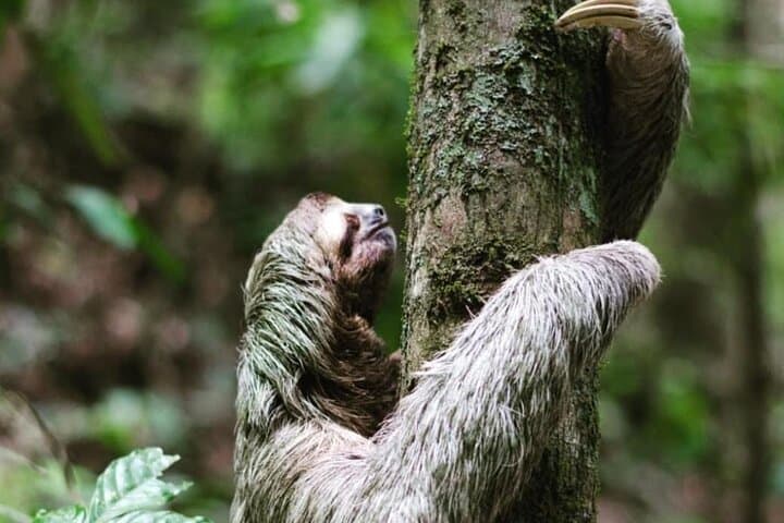 Rio Celeste Hike, Sloth Sanctuary & Llanos de Cortes Waterfall — Full-Day Adventure from Guanacaste photo 6